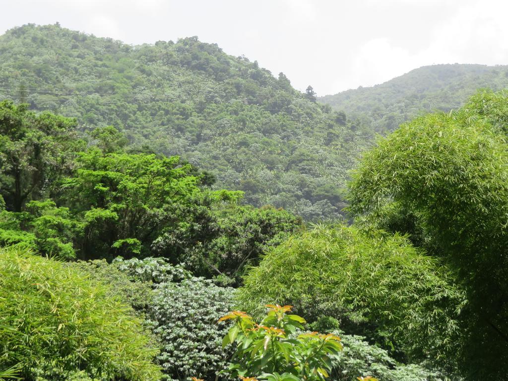 Casa Cubuy Ecolodge Naguabo Exterior photo